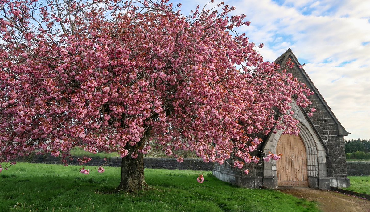 “It is true, as they say, that the blossoms of spring are all the more precious because they bloom so briefly” –Murasaki Shikibu It’s Cherry Blossom time of the year - brief but stunning they put on quite the show. This photo was taken yesterday at Dowdallshill, Dundalk.