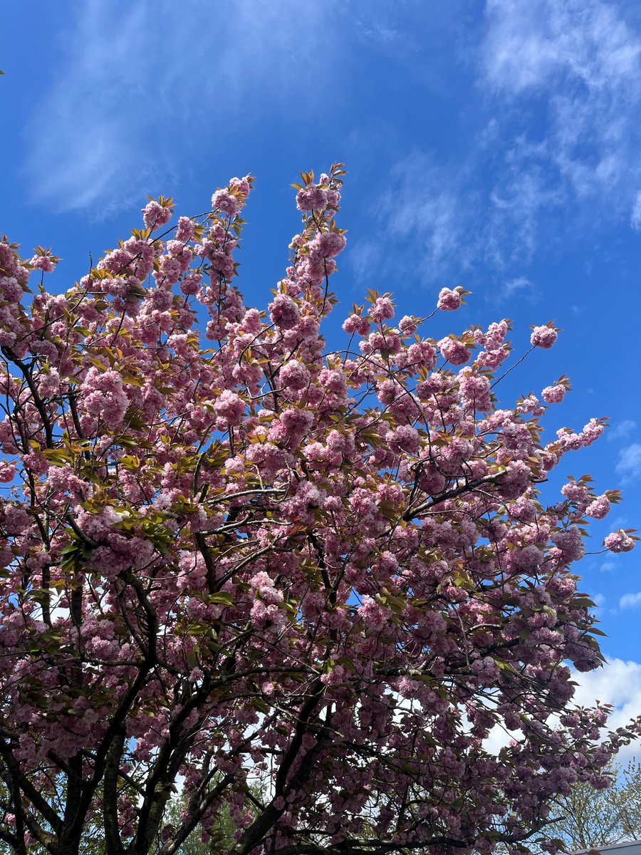 The Birmingham Blossom team visited @CliftonPrim this afternoon to talk all things blossom with the team - and of course had to admire their beautiful tree that's currently in bloom! 🌸