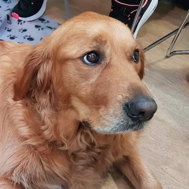 🦮We held a student wellbeing event yesterday with @GuideDogsCymru where students could spend time with the charity's dogs and volunteers. Thank you for visiting us – our students had a great time!