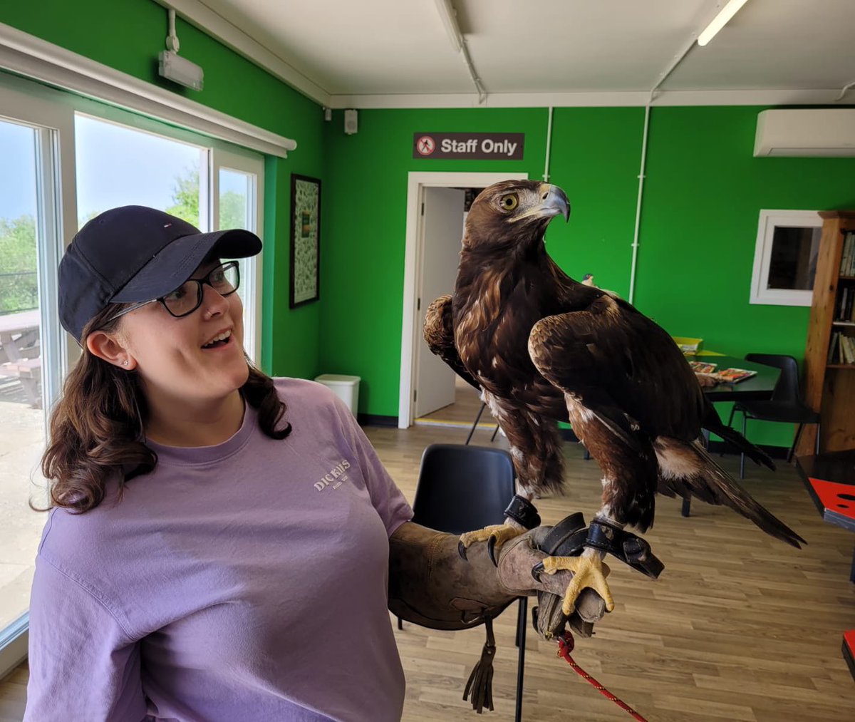 Not often you get to look in the eyes of a Golden Eagle… Fabulous raptor rehabilitation work at Tovey Cottage Natural History Field Centre, Gibraltar. 🦅