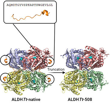 Aldehyde dehydrogenases are of interest in understanding disease and #biocatalysis. Soulimane, @luismpadrela and colleagues @UL examine an unusual C-terminal extension found in thermophilic ALDHs, finding impacts on kinetics, stability & specificity. pubs.acs.org/doi/10.1021/ac…