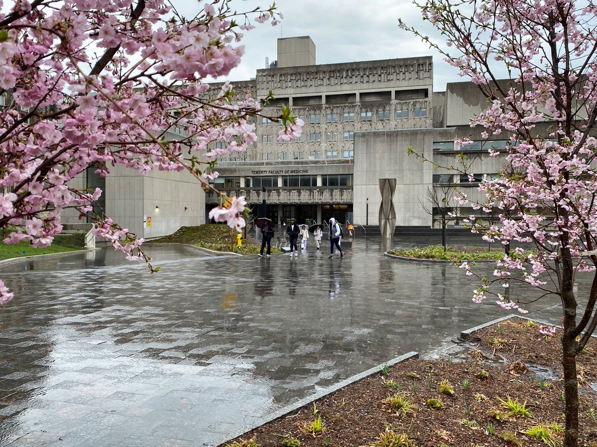 The @UofT cherry blossoms are looking perfect, even on a rainy day!🌸