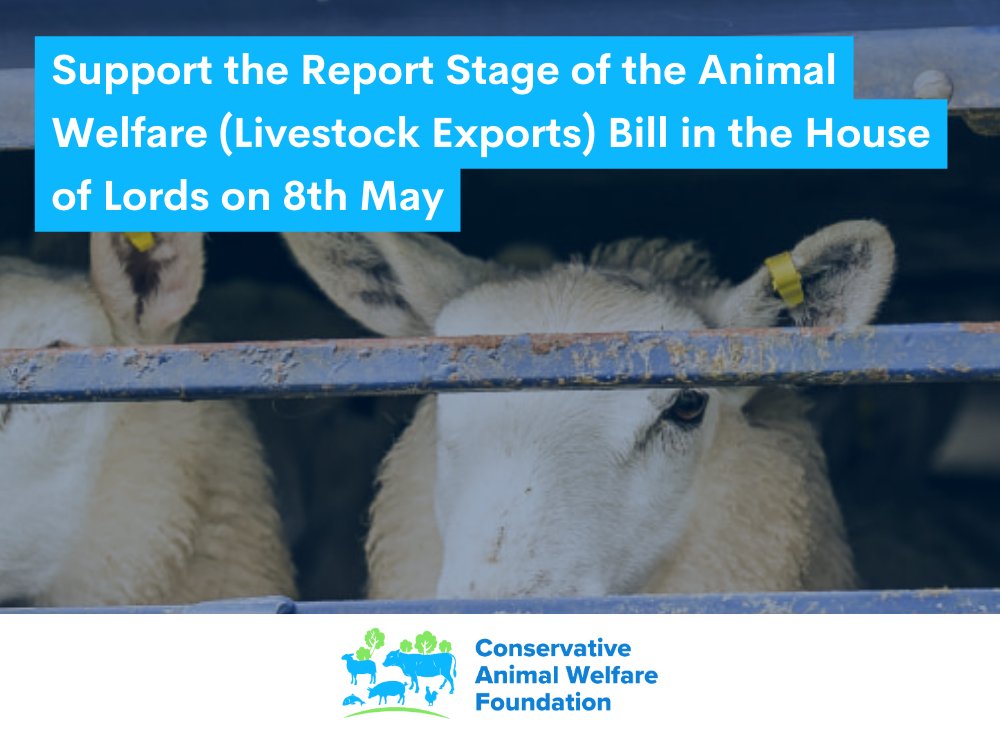 We're delighted the Report Stage of the Animal Welfare (Livestock Exports) Bill in the House of Lords has been announced for 8th May 👏 This critical Bill will deliver a key Manifesto commitment to end live exports for fattening and slaughter 🐑🐄