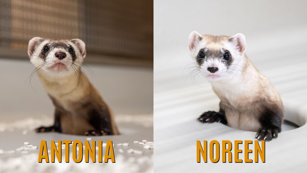 Seeing double? We're excited to announce TWO new cloned black-footed ferrets: Noreen and Antonia! Both are cloned from the same genetic material as Elizabeth Ann, the world's first cloned black-footed ferret. Learn more: tinyurl.com/2mykyvuz