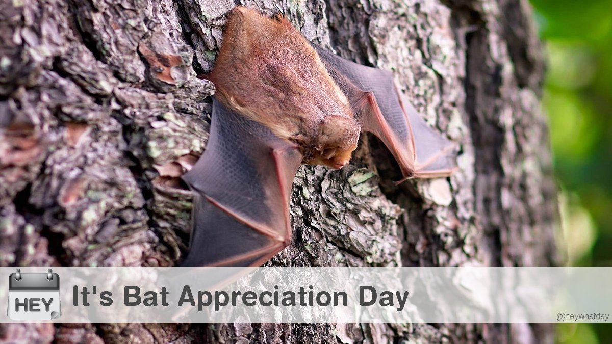 It's Bat Appreciation Day! #Bat #BatAppreciationDay #NationalBatAppreciationDay