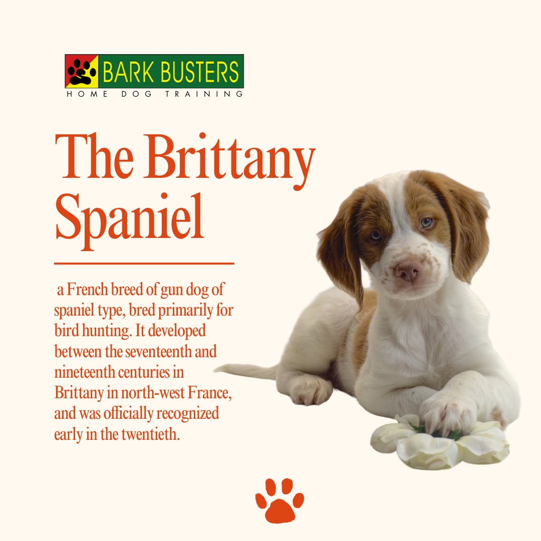 The Brittany Spaniel, a French gun dog breed, has been cherished by bird hunting enthusiasts since its recognition in the early 20th century, tracing its roots to 17th century Brittany, France.
.
#stephaniecurtis #puppytraining #valleydogtraining #inhomebehavioraltraining