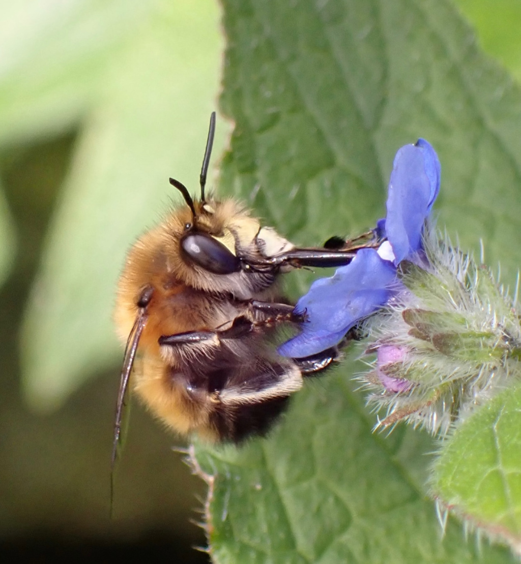 Have you seen the Hairy-footed Flower Bee? 👀🐝 First recorded in 2011, this zippy bee is a relatively recent arrival to the North East. We need your help to track its spread across the region. Share a sighting: ow.ly/SNPk50RhRrj 📸 Mark Welfare #NorthEastBeeHunt