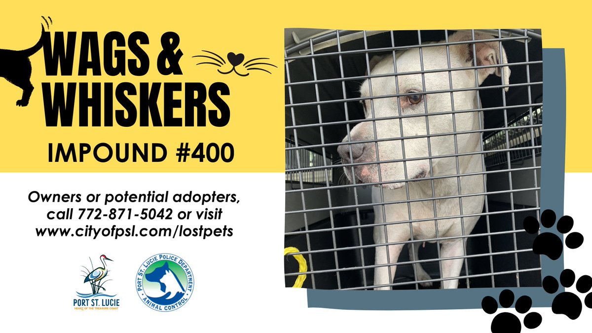 Can you help these lost pets find a home? ❤ To help reunite lost pets with their owners or find new homes for those residing at the @Humane_SLC, we present Wags and Whiskers ➡️ cityofpsl.com/lostpets #WagsandWhiskers 🐱🐶