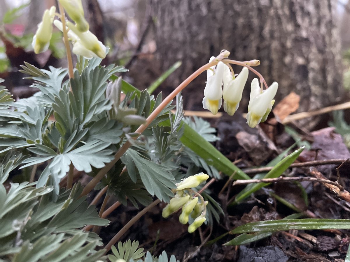 Dutchman’s Breeches are today’s highlight, blooming just outside of Spicebush Trail! 🌸 #visitck #spring [Image: A cream coloured flower with complex petal shapes and leaves blooms at the base of a tree.]