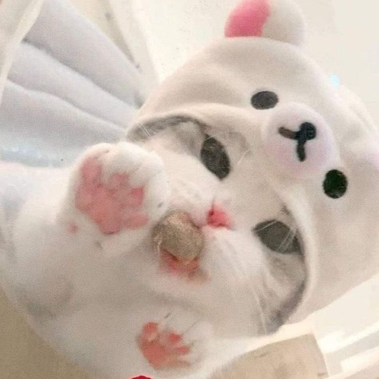 nyanco_ppo's tweet photo. 朝の５時まで出勤します🥺🤍 https://t.co/DUaeh1wiys