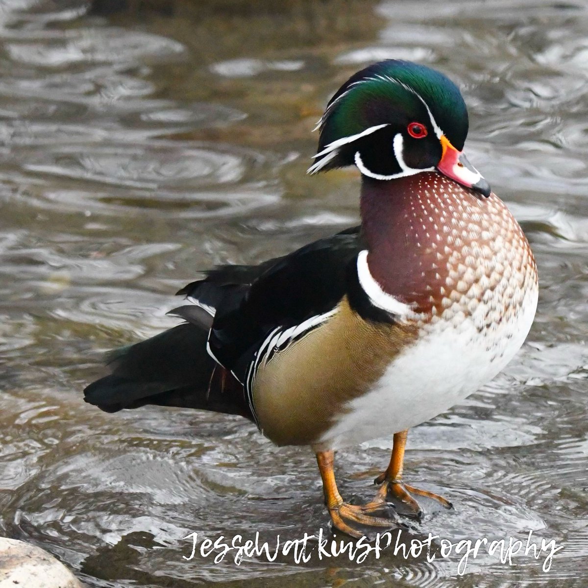 Happy Woodduck Wednesday!!! Nikon D500 Sigma 150-600mm Jesse Watkins Photography #godscreation #woodduck #drakewoodduck #ducksunlimited #duckphotography #waterfowl #waterfowlphotography #birds #birdphotography #nikonusa