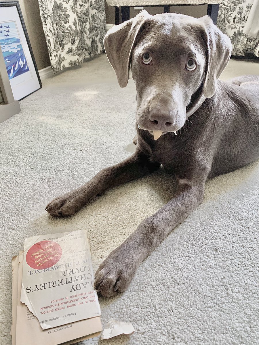 That time when #ZeldatheBeastie thought LADY CHATTERLEY’S LOVER was delicious!