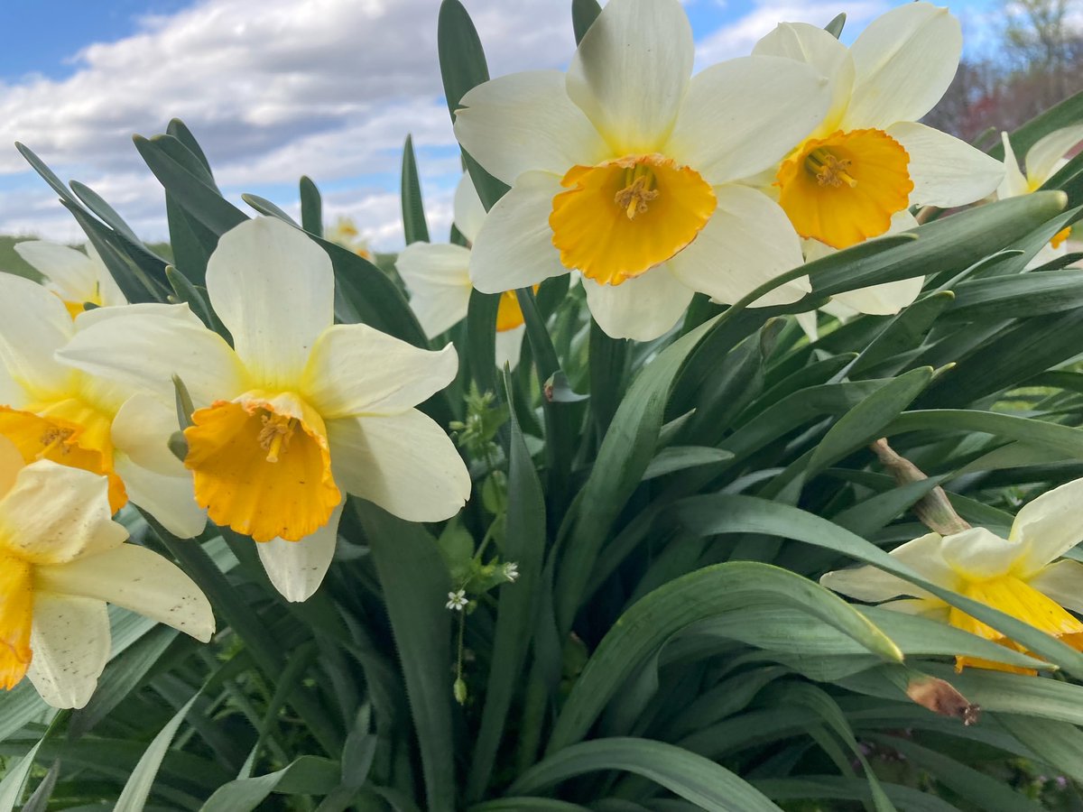 gakaur's tweet photo. A sense of vibrancy fills @HowardU as spring flowers bring splashes of color, and the promise of summer hangs in the air. 🌸 🌹 🌺 🌻 🌼 💮 🌲 🌳 Though the semester nears its end, the campus energy remains high! 👨‍💻 👩‍💻 📖 📚 📑 📒 👨‍🎓 👩‍🎓
#HowardBison #HowardUni #SpringColors https://t.co/gqUYWe3RM4