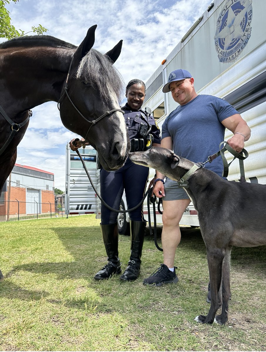 “Wanna race?” Our Mounted Unit caught this “boop” moment between DPD Therapy K9, Aussie, and DPD Mounted Unit member, Hawk. #DallasPD