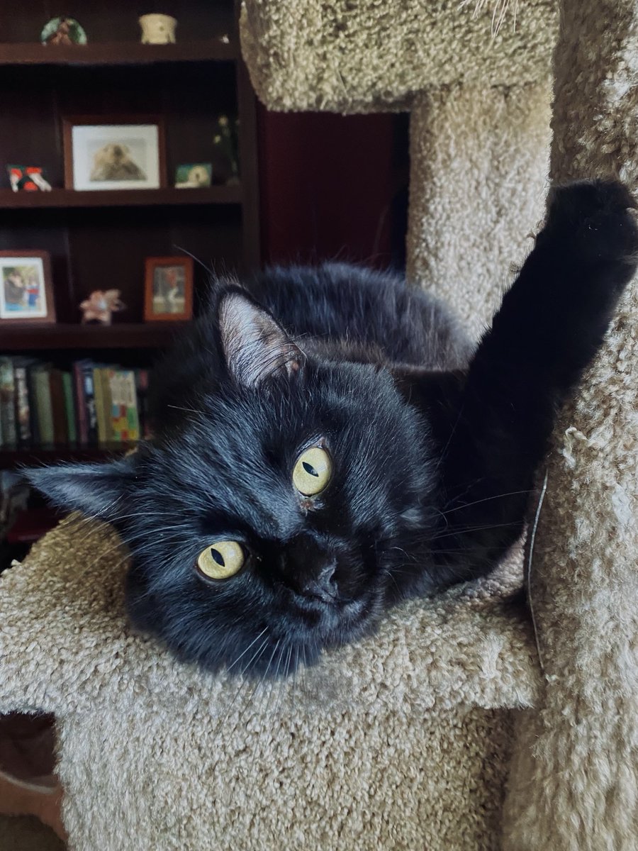 🐾Can you see by the 😸 on my face, 
     I’m a 😸 Sabrina!🐾
     🐾😸 #WhiskersWednesday!🐾

        ❤️😘🤗 to all! 🖤~Sabrina

#CatsOfTwitter #CatsOfX #BlackCats #CatsAreFamily #CatsAreCool #AdoptDon’tShop #CatLovers #Cats