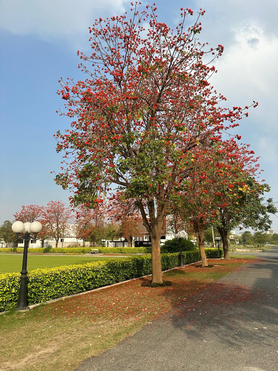 “What did the tree learn from the earth to be able to talk with the sky?” 
$SOMO
