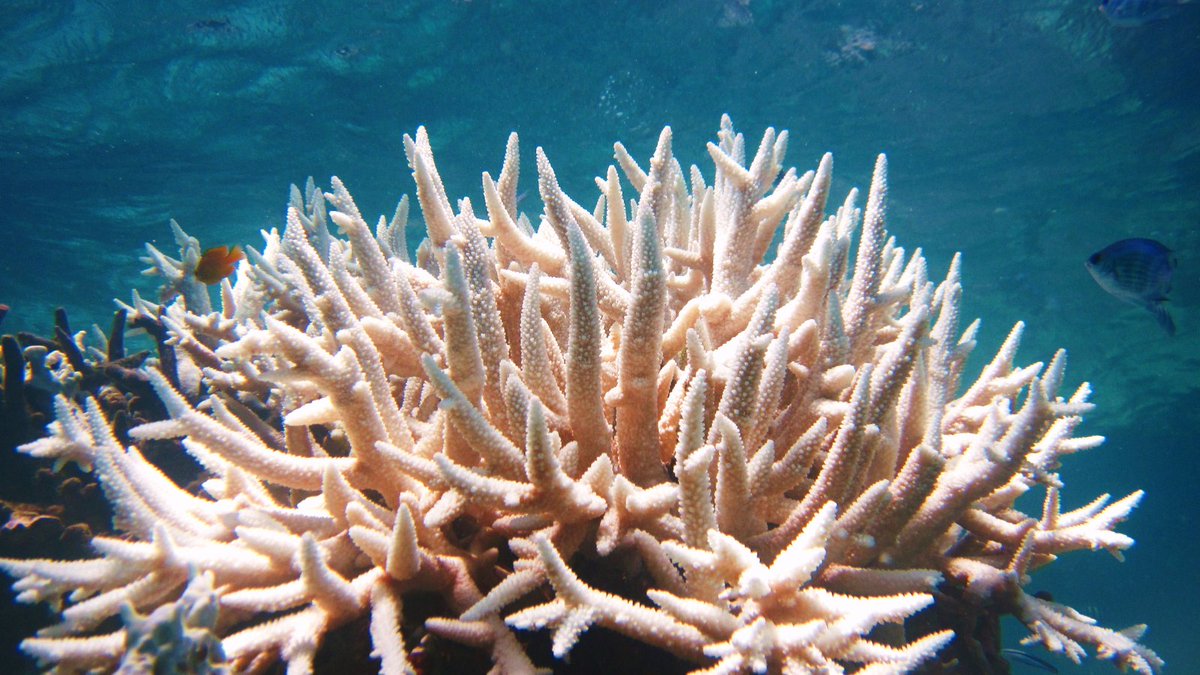 🚨@NOAA has confirmed a 4th global coral bleaching event, impacting 53+ countries. Learn more about global and local actions to address coral bleaching. icriforum.org/4gbe/; noaa.gov/news-release/n………? #CoralBleaching