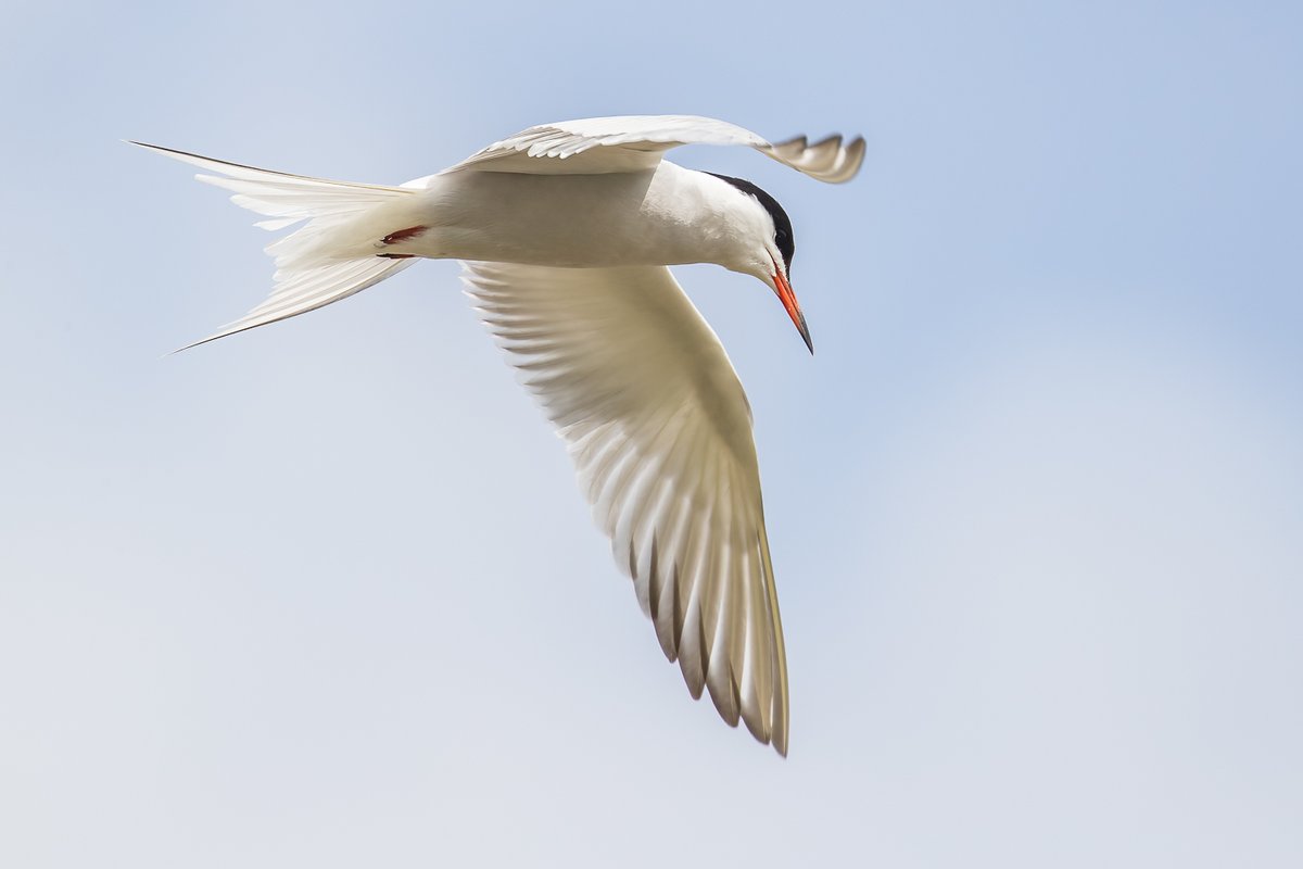 A good day here @RSPBTITCHWELL with some great birds out on the reserve - Ruff, Common Tern, Dunlin, Brent Geese & Bittern all seen today - amazing !🤘👍 📸 - Common Tern 📸📸 - Photo credit - Cliff Gilbert