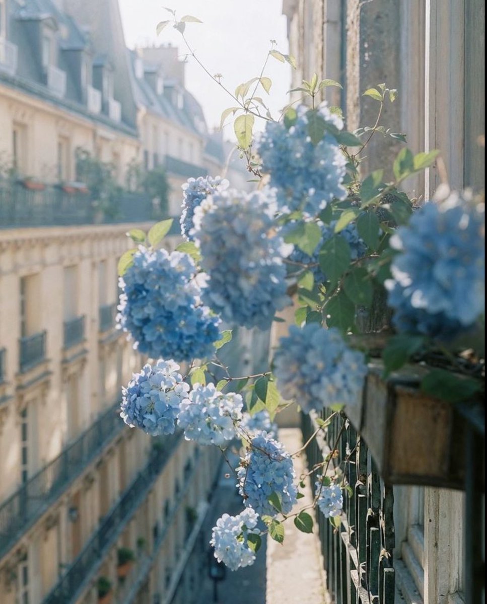 ValentyneDreams's tweet photo. Graceful blooms. https://t.co/eF629PjGsp