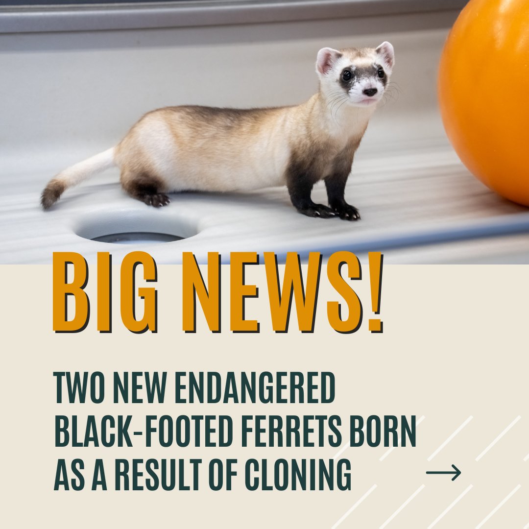 Big news 🐾 Two new endangered black-footed ferrets born as a result of cloning, a🧵