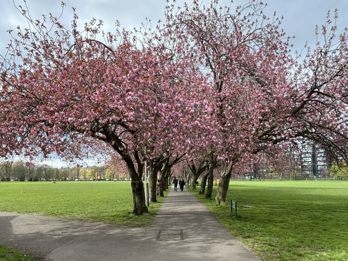 We have an advance on last year: Coronation Walk, The Meadows 17/4/23 vs 17/4/24