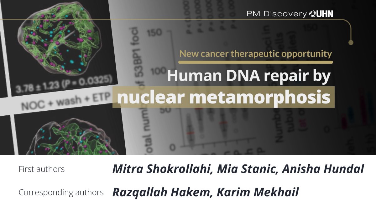 Unveiling human DNA repair process🧬

A study led by Dr. Razq Hakem @UHN and Dr. @KarimMekhail @uoftmedicine uncovered that human cells use nuclear envelope tubules to repair DNA, a process evident in several cancer types. 

doi.org/10.1038/s41594…;
temertymedicine.utoronto.ca/news/toronto-r…