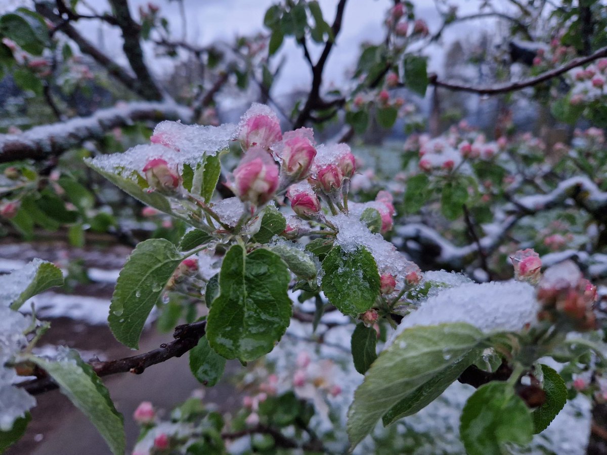 Kaltlufteinbrüche im April hat es immer schon gegeben. Problematisch sind die frühen Warmperioden, die für eine sehr frühe Vegetationsentwicklung sorgen. #Spätfrost und #Schnee richten dann grössere Schäden an. Mehr dazu im #Meteoblog bit.ly/3W1Wo43 Foto: MeteomeldungApp