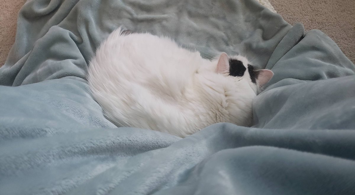 I miss you sweetheart. Hope you are hanging out with all your friends  over that rainbow bridge.