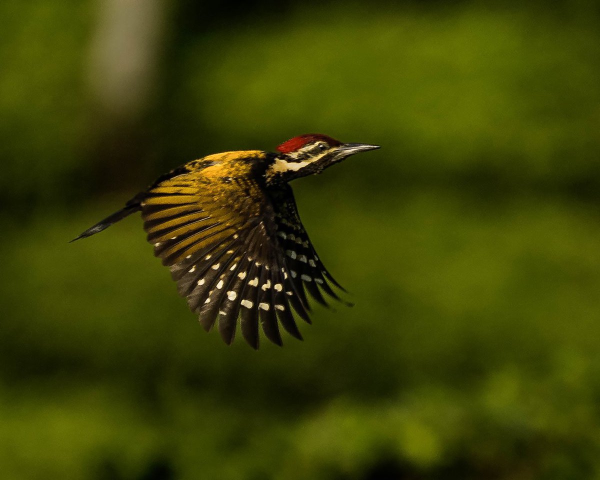 Flying beauty