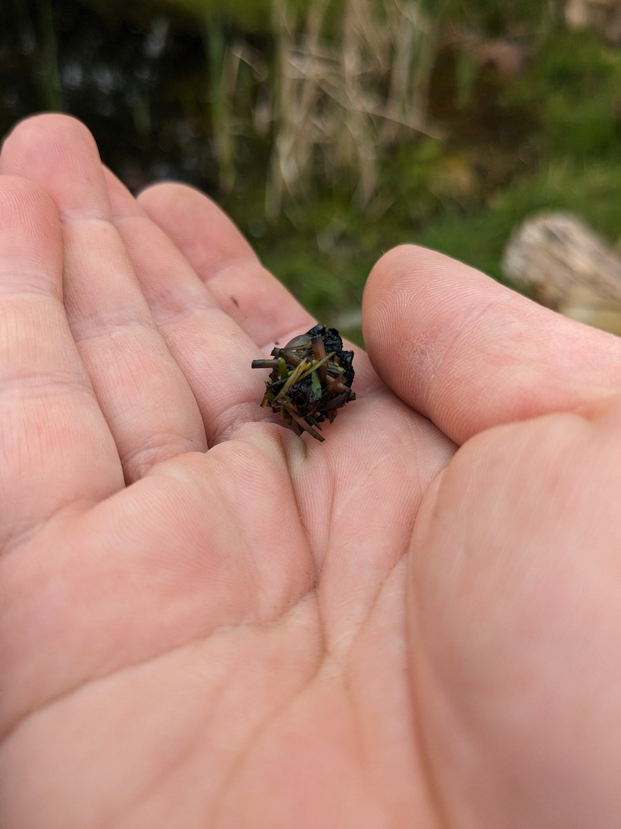 Cool find during some pond maintenance by our @SummerwoodComm1 volunteers - caddis fly cases! The larvae use silk to bind together bits of stick, stones and other debris to make a protective case. This one even has some pearl mussels hanging out on it! #insects #wildlifegardening