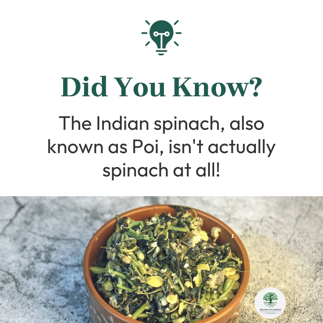 rejuvinelife's tweet photo. Indian spinach (Basella rubra) packs a powerful punch of nutrients: Vitamins A & C, Iron and Calcium. It is the main ingredient of our supplement Ostasano that ensures blood health for women! #RejuvineLifeSciences #Ostasano #IndianSpinach #BasellaRubra #WomensHealth #Anemia https://t.co/0gwGkeNzcY
