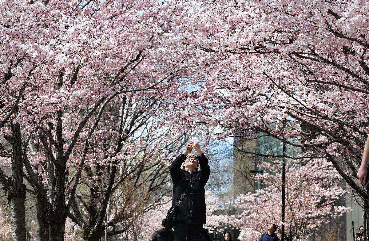 Cherry Blossoms are blooming early across Ontario: Here’s a handy online guide of where to see them near you #cherryblossoms durhamregion.com/news/cherry-bl…