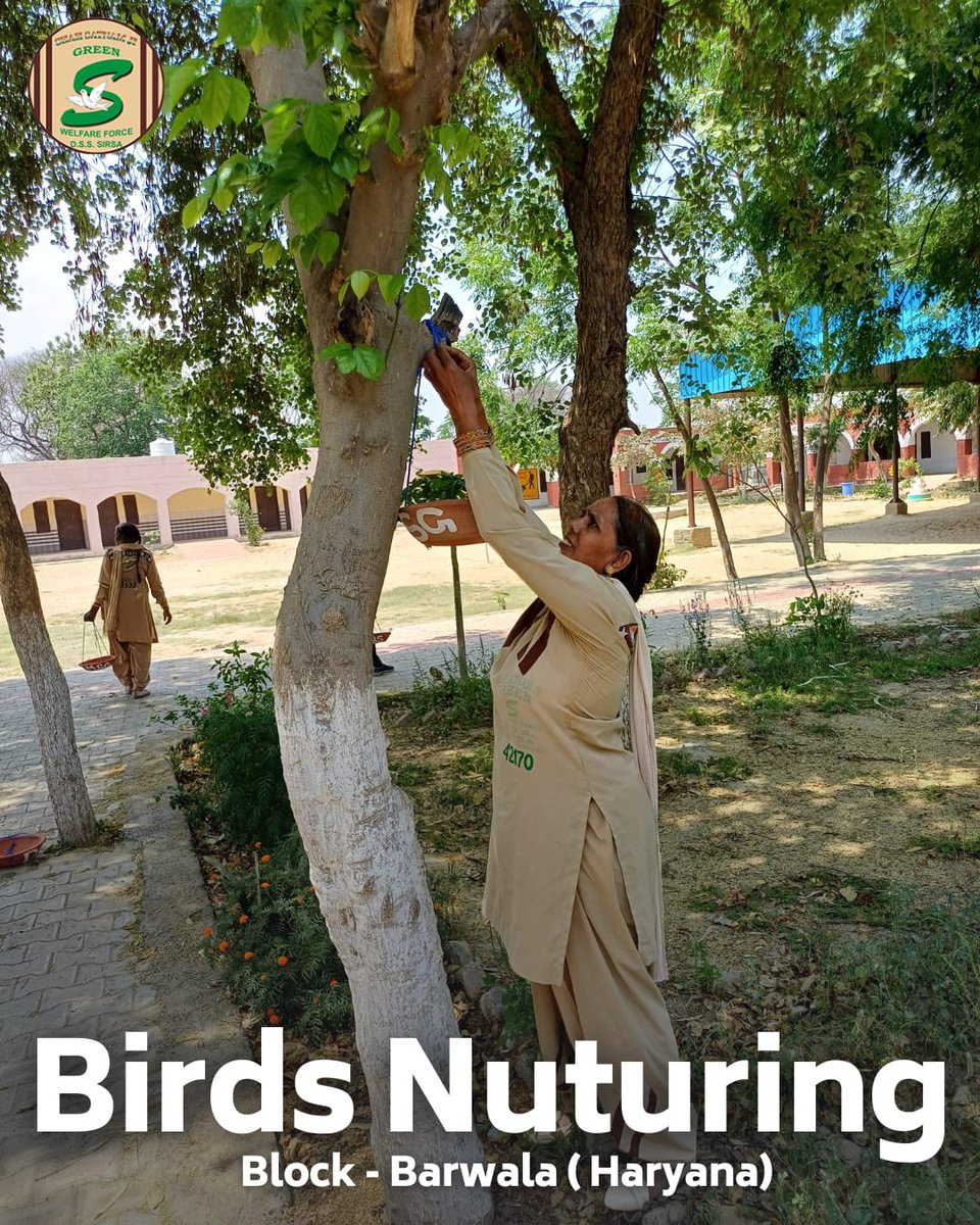 GreenSwelfares's tweet photo. In the scorching🌞summer, The compassionate volunteers of Shah Satnam Ji Green 'S' Welfare force Wing are a beacon of hope for our feathered🦜friends! They're ensuring no bird goes thirsty or hungry by diligently providing water and feed. A heartfelt salute to their selflessness and empathy! #DeraSachaSauda  #SummerKindness #BirdsNurturing