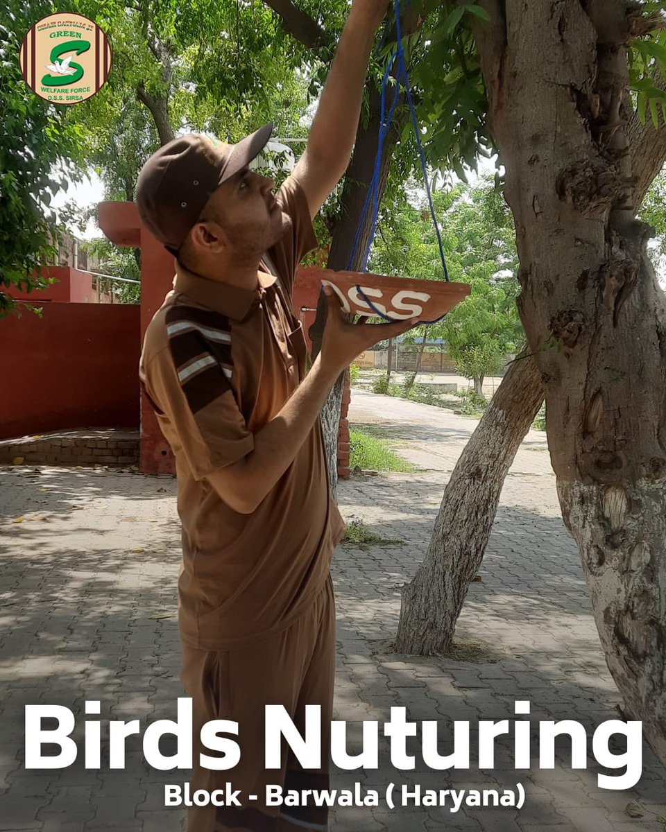 GreenSwelfares's tweet photo. In the scorching🌞summer, The compassionate volunteers of Shah Satnam Ji Green 'S' Welfare force Wing are a beacon of hope for our feathered🦜friends! They're ensuring no bird goes thirsty or hungry by diligently providing water and feed. A heartfelt salute to their selflessness and empathy! #DeraSachaSauda  #SummerKindness #BirdsNurturing