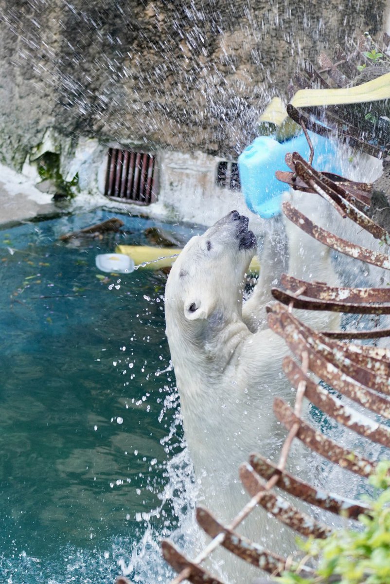 がんばるホウちゃん🐻‍❄️
#天王寺動物園
#ホッキョクグマ
#polarbear
#ホウちゃん
2024.04.17