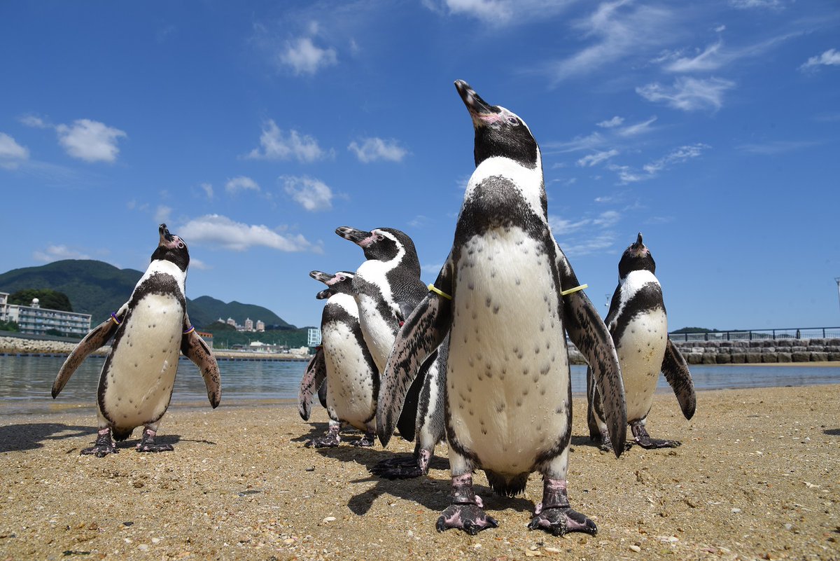 国内における高病原性鳥インフルエンザ発生を受けて感染防止のため中止しておりました、ふれあいペンギンビーチを再開致します！ 餌やり体験及び、バックヤードツアー（ペンギン巣小屋のみ）につきましては当面の間中止とさせて頂きます。詳しくはホームページをご確認下さい。 #長崎ペンギン水族館