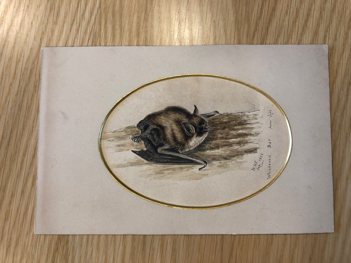 Happy #BatAppreciationDay! 1851 William H Flower. Watercolour sketch of a whiskered bat, a species found throughout England & Wales. Drawn by WH Flower: surgeon, museum curator & comparative anatomist. We also hold a selection of Flowers’ correspondence.
