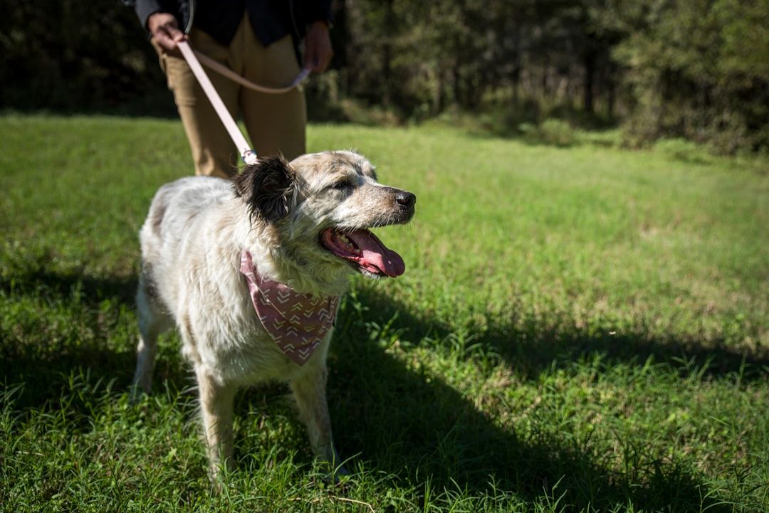 The Cover Bridge Inn is the perfect base from which to explore the stunning North Yorkshire countryside. Dogs are welcome at the inn. Your four-legged friend will love exploring alongside you.
thebandbdirectory.co.uk/14866 
#Inn #Accommodation #FoodandDrink #Family #Pets #Leyburn #UK