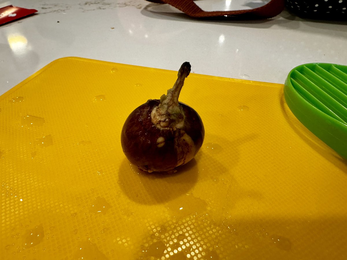 This avocado seed started to sprout before we had a chance to eat the fruit. Apparently that process can take as long as 6 weeks. One has to wonder how long that avocado sat for before it came home to us and we tried to consume it?