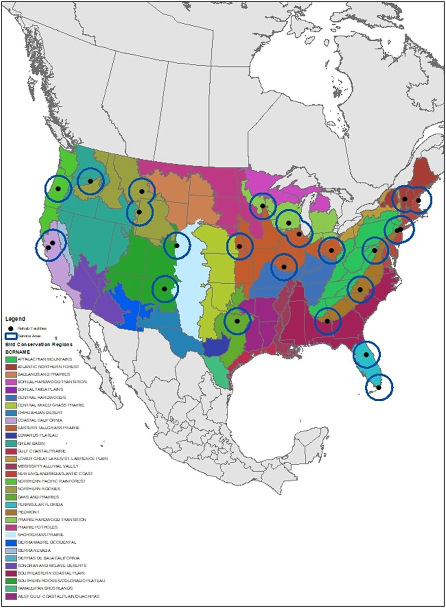 ‘Dead birds flying': can north American rehabilitated raptors released into the wild mitigate anthropogenic mortality? nsojournals.onlinelibrary.wiley.com/doi/10.1002/wl… #raptors #collision #rehabilitation #survival #demography @NordicOikos @WileyEcolEvol