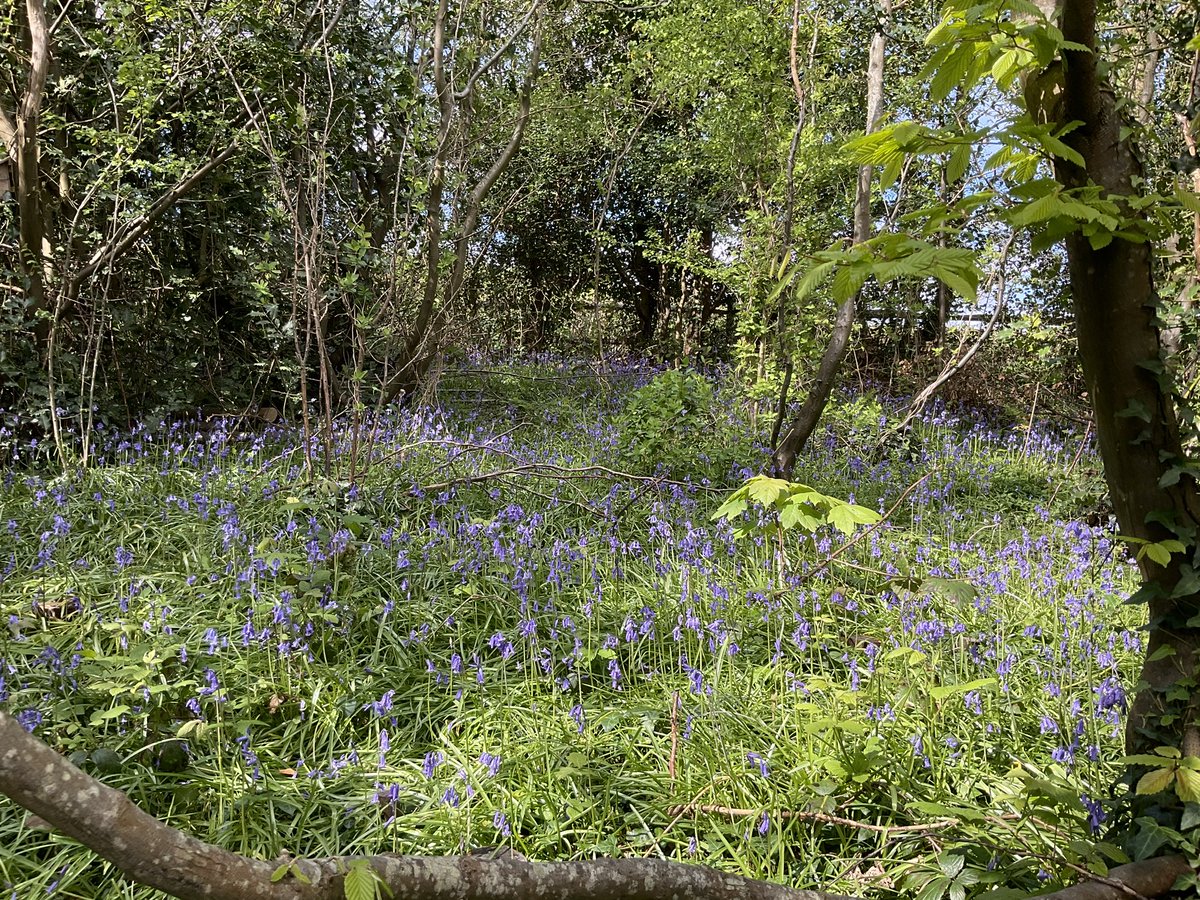 There are some beautiful bluebells in Pebsham Wood, #Bexhill at the moment.