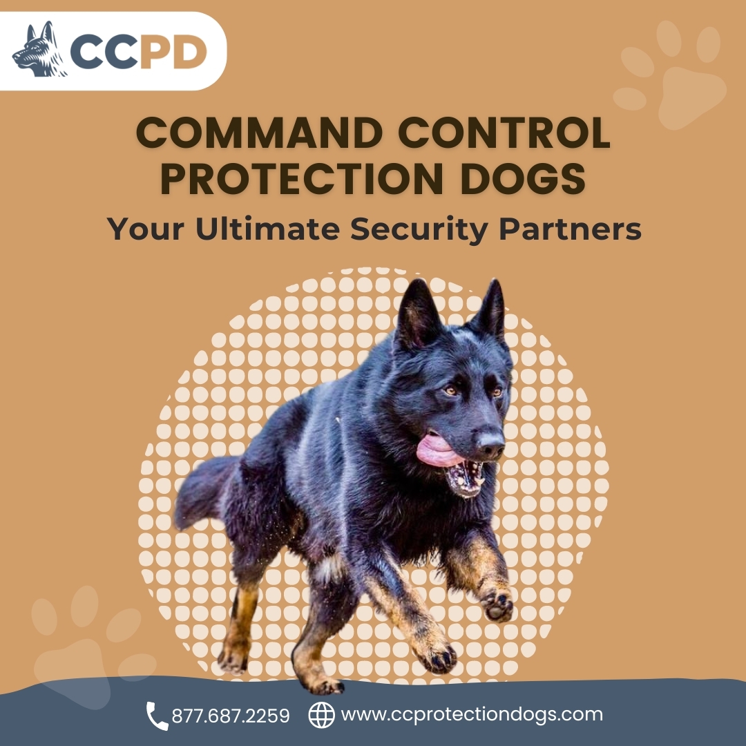 'Your ultimate security partner: loyal, vigilant, and always by your side. 🐾 #GuardianAngel'
#trainedprotectionDogs #executiveprotectiondogs #personalprotectiondogs
ccprotectiondogs.com