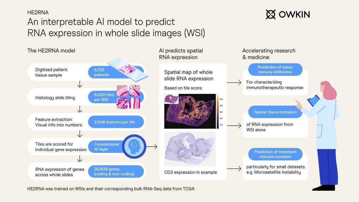 OwkinScience's tweet photo. Owkin’s AI is #accelerating and #augmenting #biology: This month, we’re exploring how Owkin is #augmenting biology with HE2RNA – our AI model for predicting RNA expression from whole slide digital images. 👇
Through its interpretable design, HE2RNA can be used as a virtual spatialization tool, providing heatmaps of any gene’s expression.
This AI model can be used to predict tumour immune infiltration, characterize the spatial expression of RNA, and predict treatment-relevant mutation in disease.