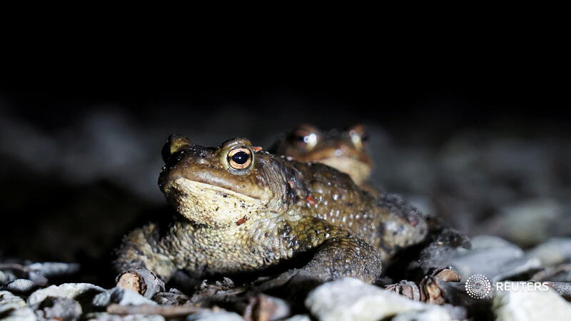 Volunteers help toads cross the road in Russia reuters.com/world/europe/e…