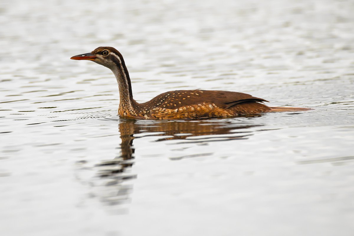 Can someone update me with the name of this species?? #BirdsSeenIn2024 @Natures_Voice @Britnatureguide