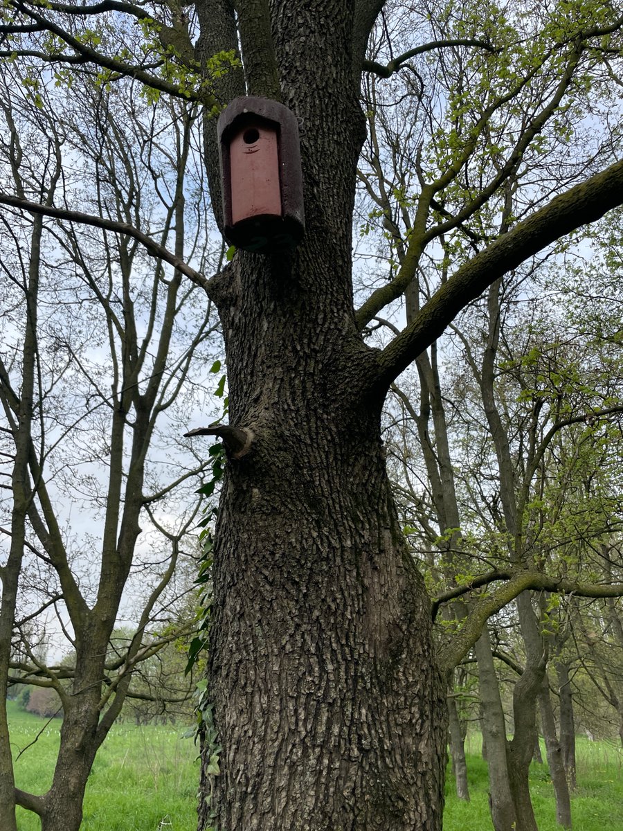 First 2 weeks of my #postdoc were quite busy between new #fieldseason in #urbanparks and tree-lined avenues (we also found a rare #CollaredFlycatcher!), #nestbox monitoring and writing! Enjoying spring and #urbanecology so far! #birds #AcademicTwitter  #ornithology