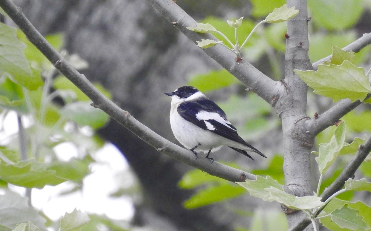 rickyalba26's tweet photo. First 2 weeks of my #postdoc were quite busy between new #fieldseason in #urbanparks and tree-lined avenues (we also found a rare #CollaredFlycatcher!), #nestbox monitoring and writing! Enjoying spring and #urbanecology so far! #birds #AcademicTwitter #ornithology https://t.co/oMgIKv94Wd