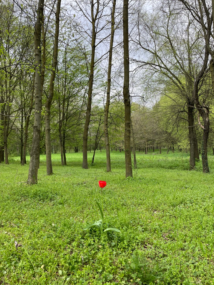 rickyalba26's tweet photo. First 2 weeks of my #postdoc were quite busy between new #fieldseason in #urbanparks and tree-lined avenues (we also found a rare #CollaredFlycatcher!), #nestbox monitoring and writing! Enjoying spring and #urbanecology so far! #birds #AcademicTwitter #ornithology https://t.co/oMgIKv94Wd