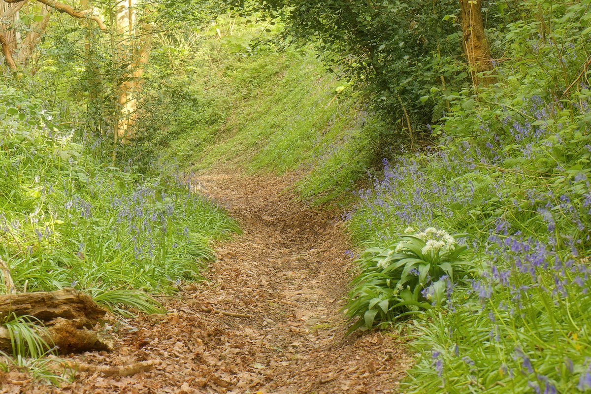 An ancient holloway, lined with wildflowers, partially lit by the morning sun. #HobHeyWood #TwitterNaturePhotography