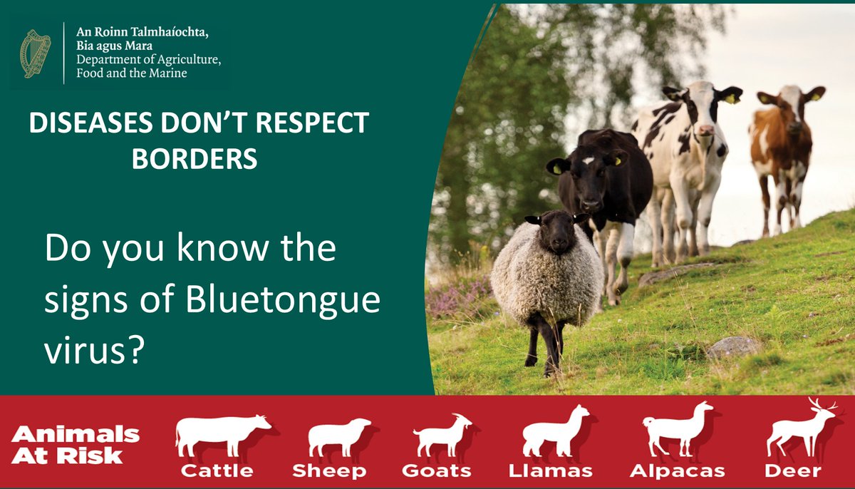 Livestock keepers - Are you aware of the risks of introducing Bluetongue into Ireland? Bluetongue is a notifiable exotic viral disease. It can cause severe clinical signs in cattle, sheep, goats, deer, llamas, alpacas and other camelids. Be alert! 👉gov.ie/en/publication…